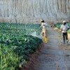Good Pay Luring Illegal Immigrants To Cameron Highlands In Droves