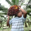 Citing study, ministry denies US claims of child labour in palm oil sector