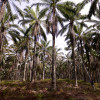 Malaysia’s palm oil industry cited for using child labour, says US